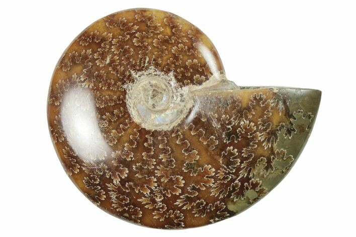 3.9" Polished Ammonite Fossil - Madagascar